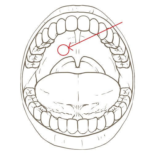 oral_cavity_adult_line_drawing.png