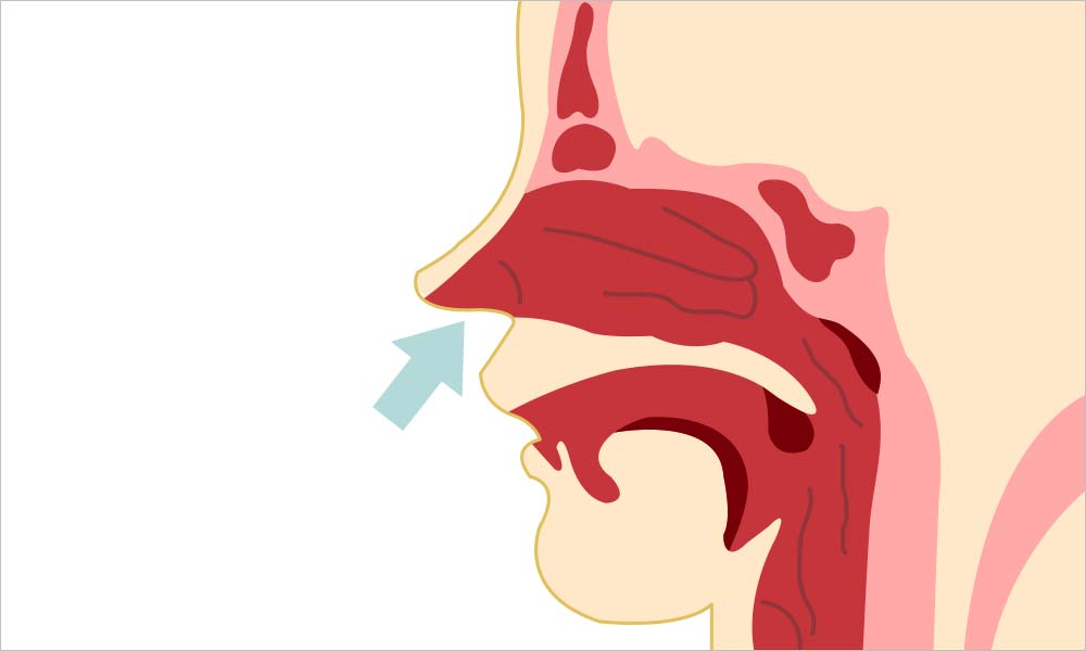 鼻の断面図