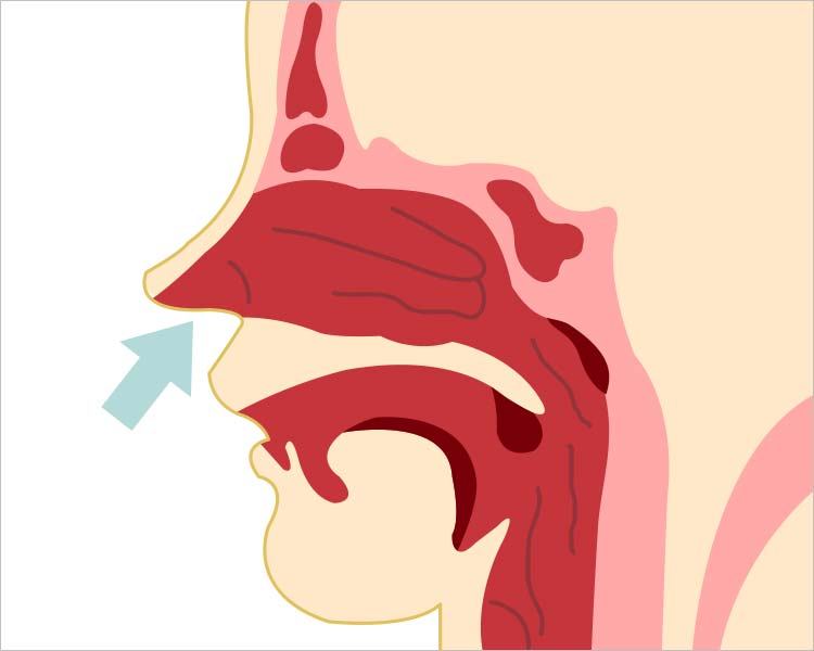 鼻の断面図