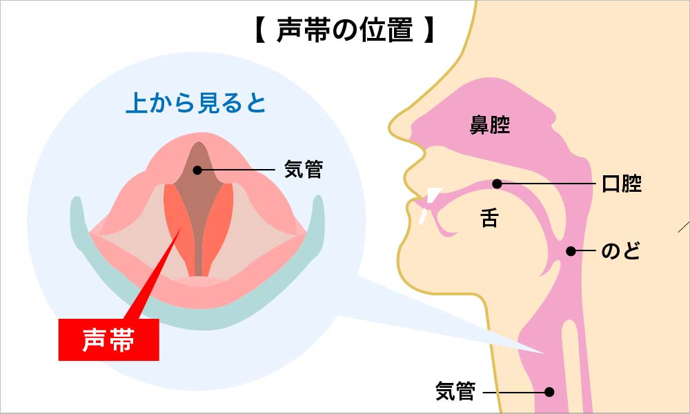 声帯の位置