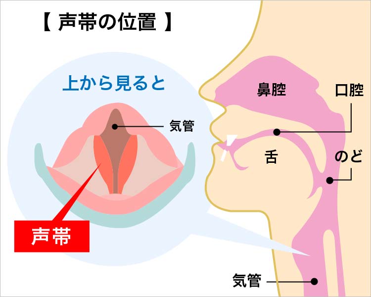 声帯の位置