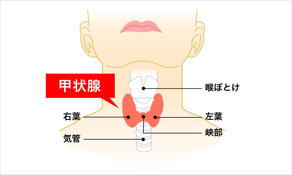 甲状腺