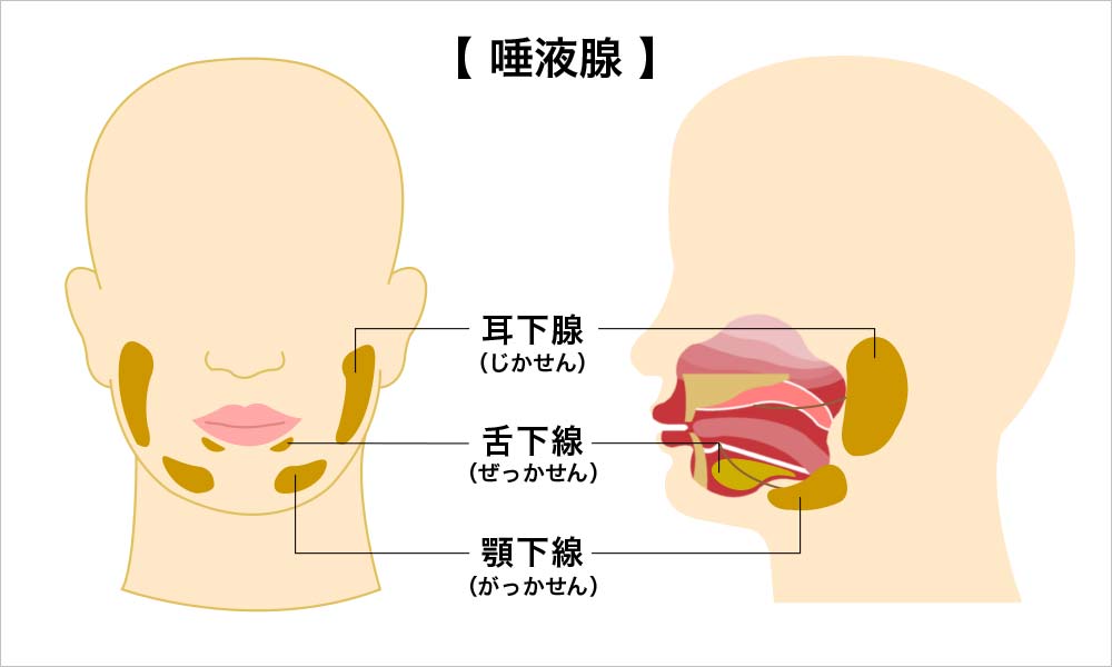 唾液腺