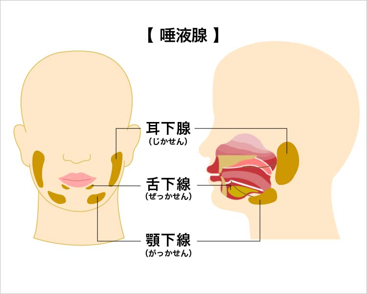 唾液腺