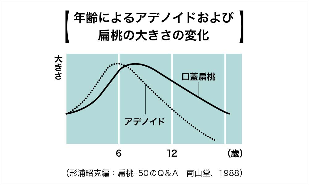 年齢によるアデノイド及び扁桃腺の大きさの変化