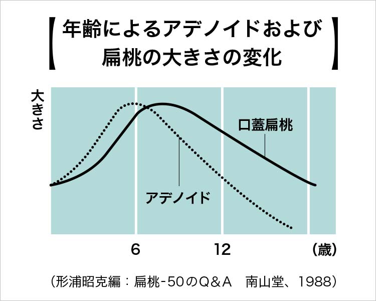 年齢によるアデノイド及び扁桃腺の大きさの変化