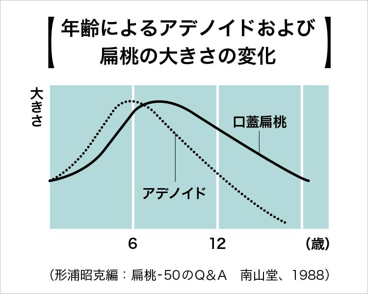 年齢によるアデノイド及び扁桃腺の大きさの変化