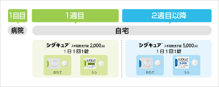 スギ花粉症に対する舌下免疫療法